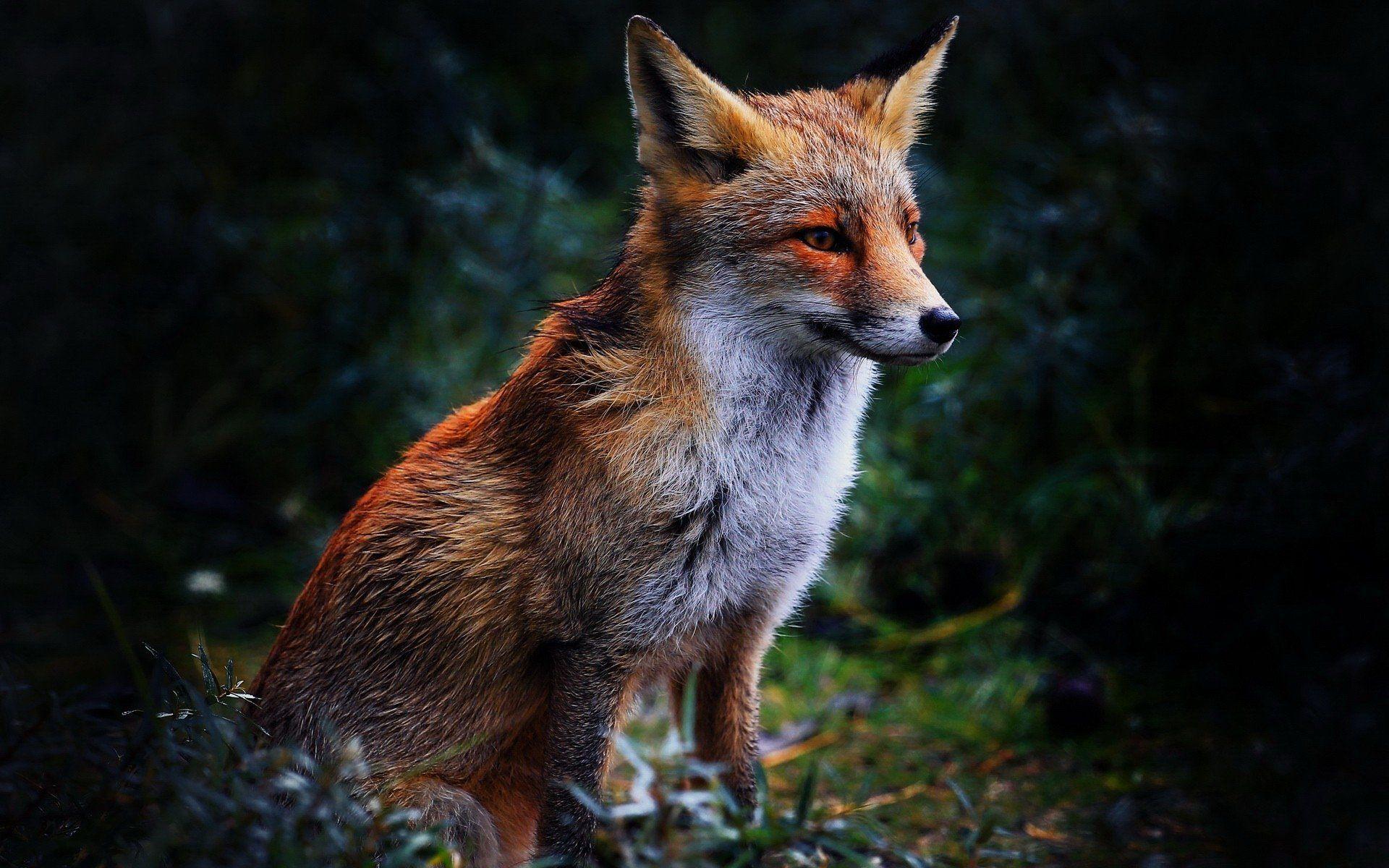 Fox forest